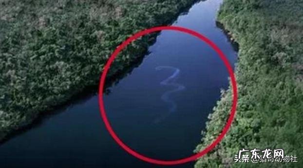 雄狮和公虎在陆地战斗中的排名分别是第几位能否进前十