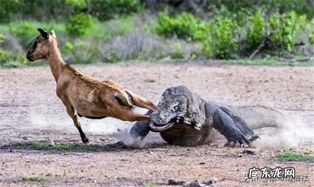 雄狮和公虎在陆地战斗中的排名分别是第几位能否进前十