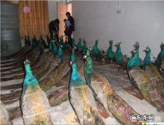 孔雀养殖有市场前景吗投资多大，效益怎么样