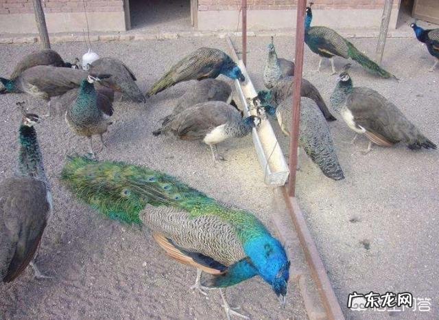 孔雀养殖有市场前景吗投资多大，效益怎么样