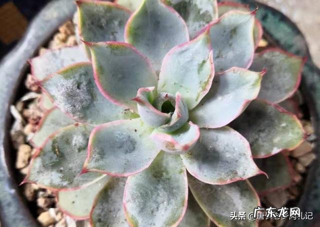 多肉叶片消耗太快的原因是什么?