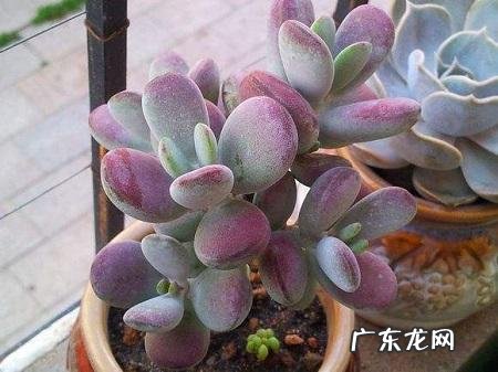 多肉叶片消耗太快的原因是什么?