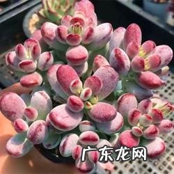 多肉叶片消耗太快的原因是什么?