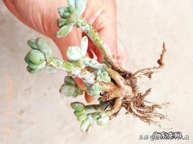 多肉叶片消耗太快的原因是什么?