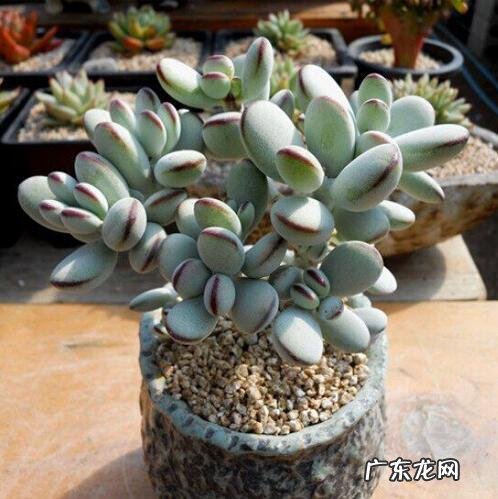 多肉叶片消耗太快的原因是什么?