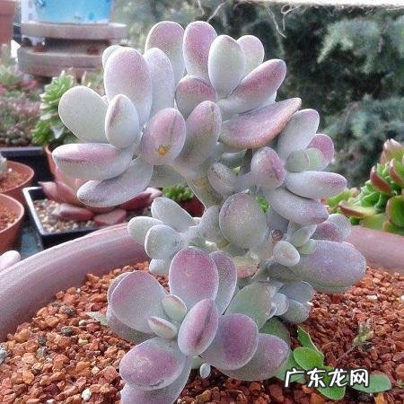 多肉叶片消耗太快的原因是什么?