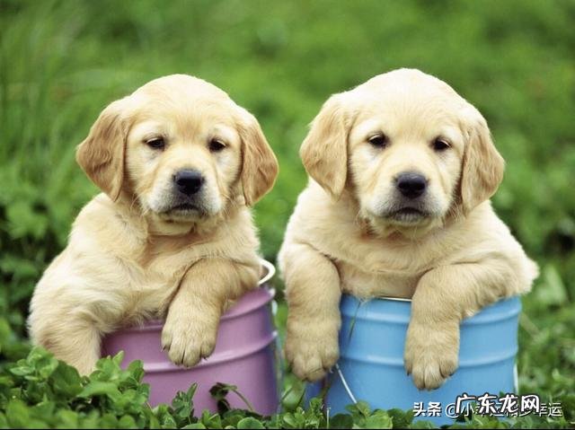 狗的食物可以自己制作吗?