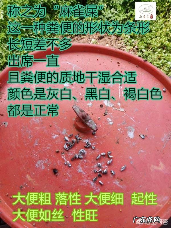 生鸟入笼之后,是先“稳笼”还是先“养膘”呢