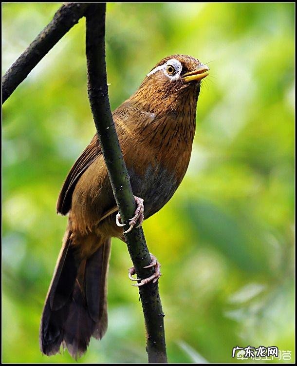 生鸟入笼之后,是先“稳笼”还是先“养膘”呢