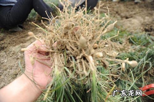 肾虚可以长期吃山萸肉吗?