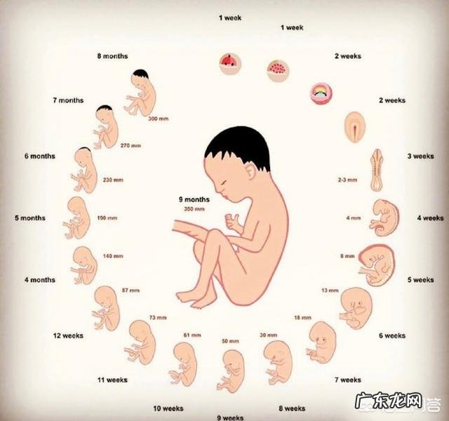 胎儿至少多少天才能检测出发育不良?