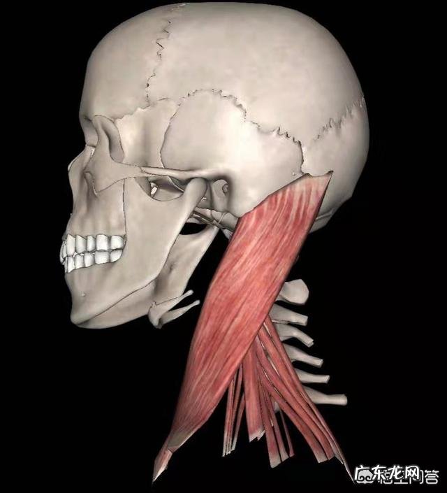 维生素C有左旋、右旋之分吗？功效有差别吗？