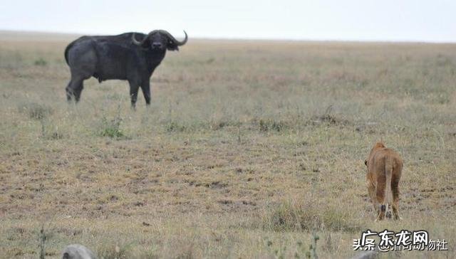 如果人类缩小十倍,除人类的生物变大十倍,人类还是地球霸主吗