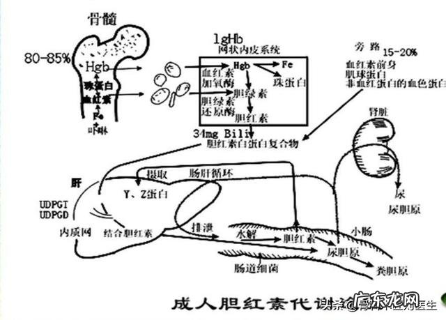 肝脏病变,上厕所会出现哪些症状?