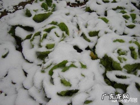 既然不吃晚饭代谢低,那晚上少吃一些蔬菜会不会瘦得比不吃快?