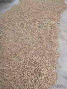 哪个花生品种好？怎样种植产量高？