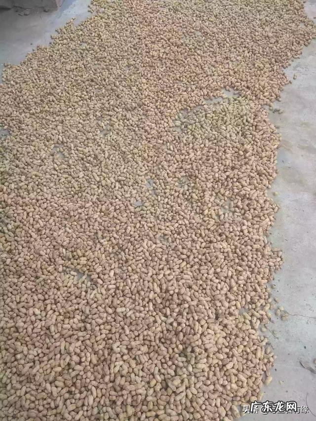 哪个花生品种好?怎样种植产量高?