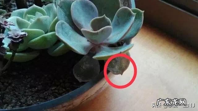 多肉叶片软塌塌的怎么办？ 多肉叶片不发皱怎么办