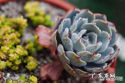 多肉叶片软塌塌的怎么办？ 多肉叶片不发皱怎么办