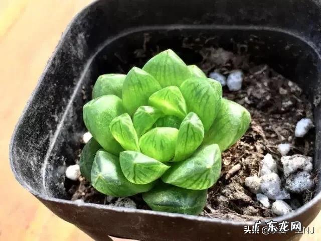 多肉叶片软塌塌的怎么办？ 多肉叶片不发皱怎么办