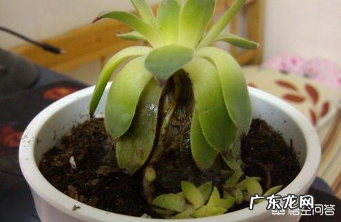 多肉叶片软塌塌的怎么办？ 多肉叶片不发皱怎么办