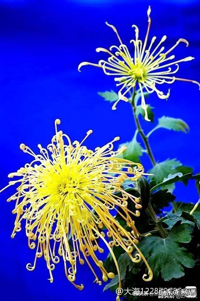 你吃过最争议的食材是什么?