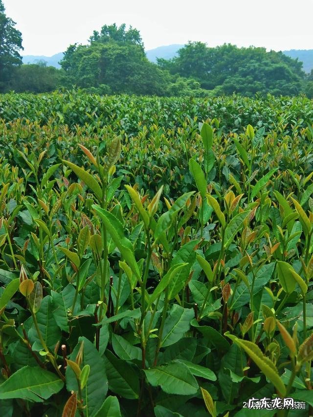 吃自助餐怎么样一个顺序吃法才合算? 教你怎么吃自助餐最划算