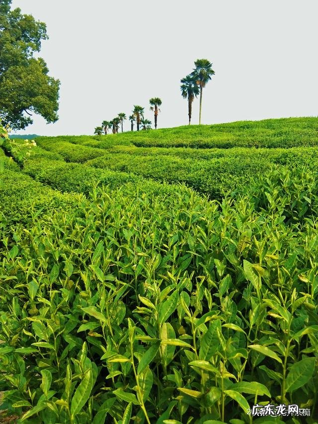 吃自助餐怎么样一个顺序吃法才合算? 教你怎么吃自助餐最划算