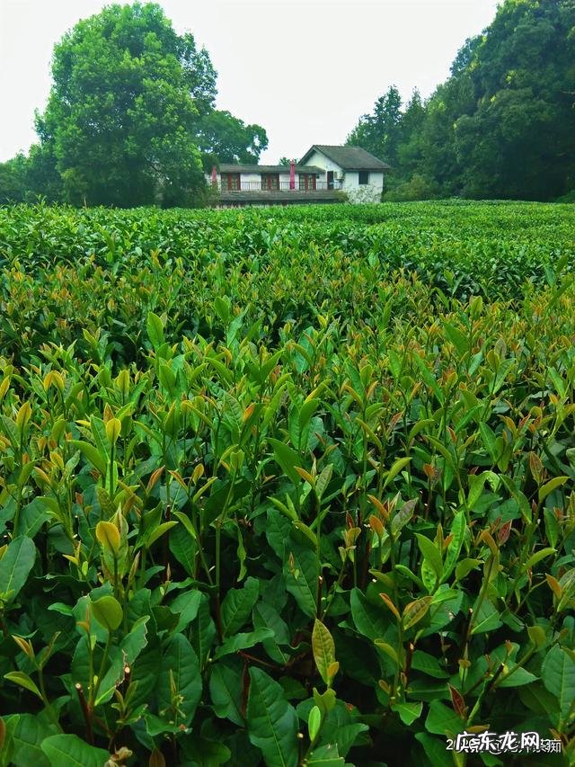 吃自助餐怎么样一个顺序吃法才合算? 教你怎么吃自助餐最划算