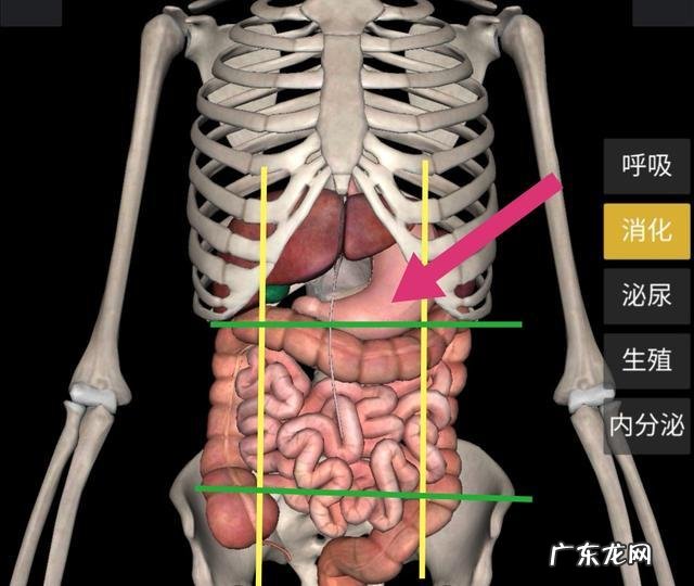 胃好不好,从什么地方能看出来? 胃好不好从哪看