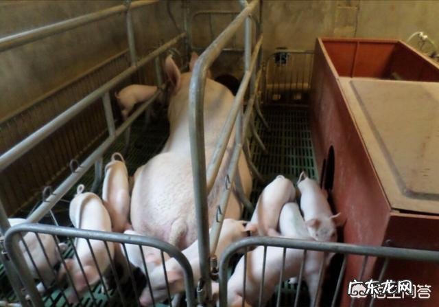 母猪消瘦是什么原因造成的?
