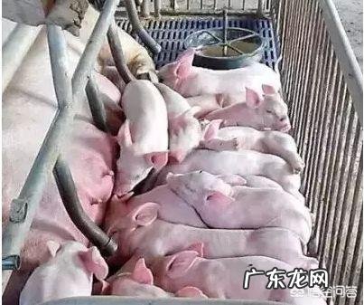 母猪消瘦是什么原因造成的?