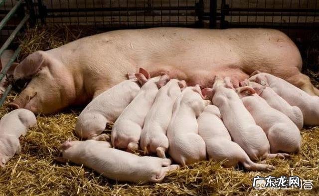 母猪消瘦是什么原因造成的?