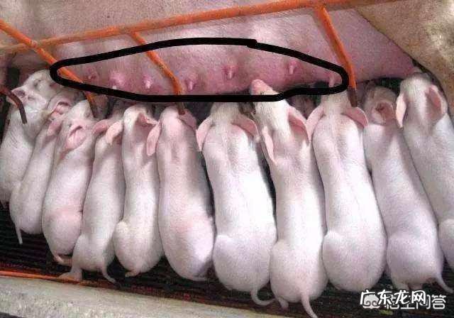 母猪消瘦是什么原因造成的?