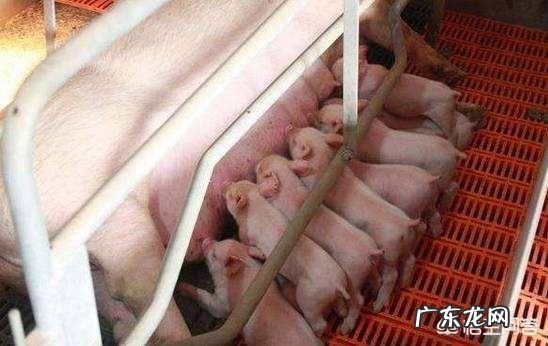 母猪消瘦是什么原因造成的?