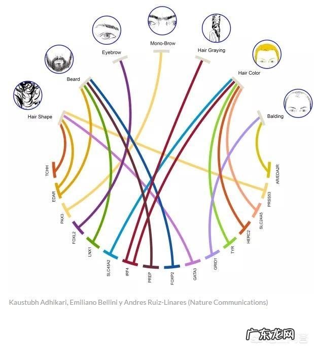 我才33岁,女,已经有很多白头发了怎么办?吃什么可以防止?