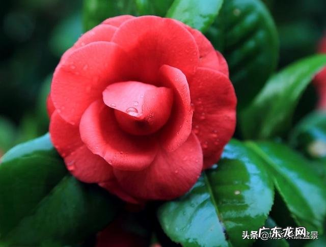 香蕉皮沤制后能浇茉莉花吗?