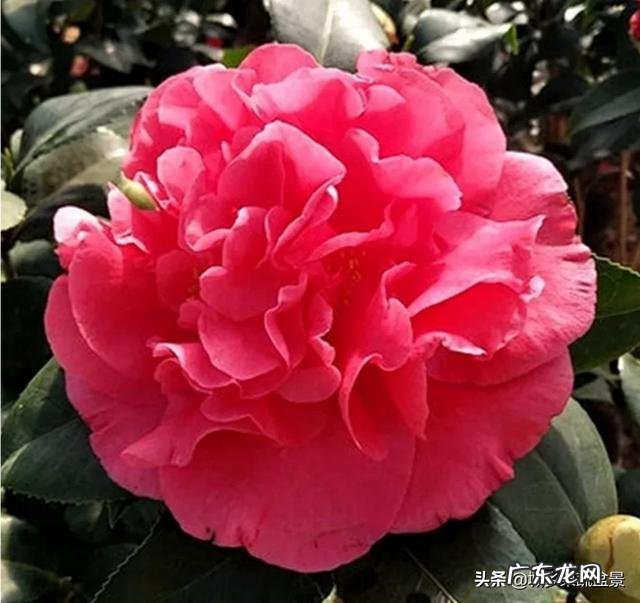 香蕉皮沤制后能浇茉莉花吗?