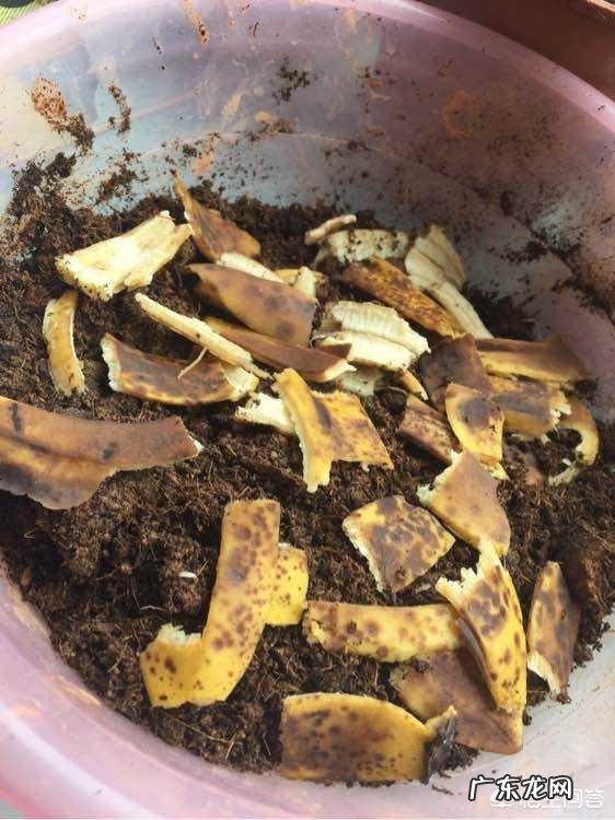 香蕉皮沤制后能浇茉莉花吗?