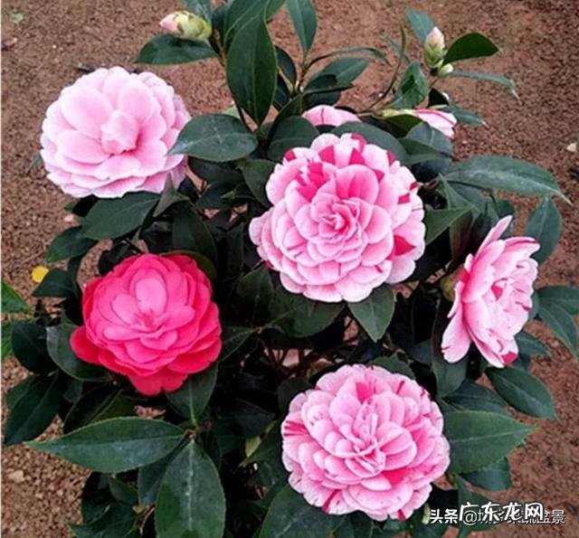 香蕉皮沤制后能浇茉莉花吗?