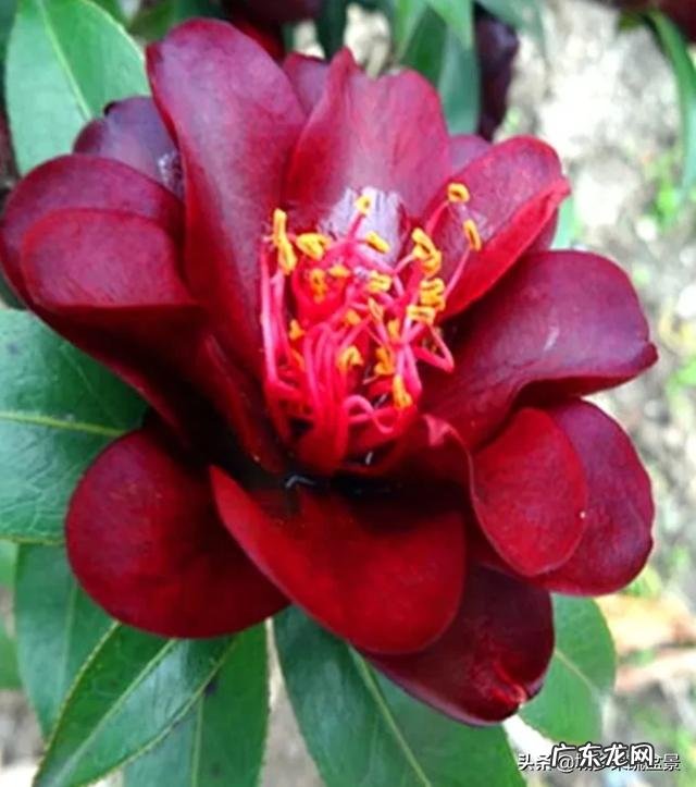 香蕉皮沤制后能浇茉莉花吗?