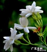 香蕉皮沤制后能浇茉莉花吗？