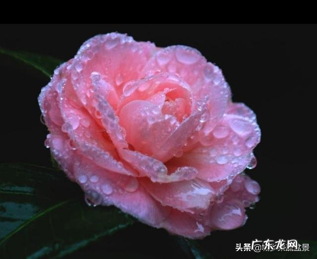 香蕉皮沤制后能浇茉莉花吗?