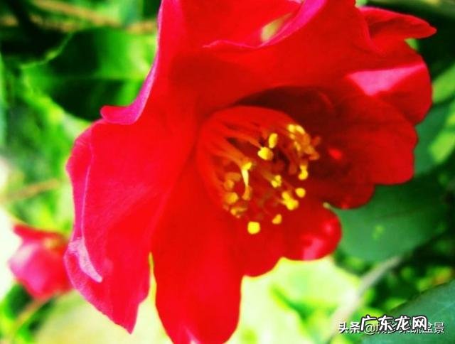 香蕉皮沤制后能浇茉莉花吗?