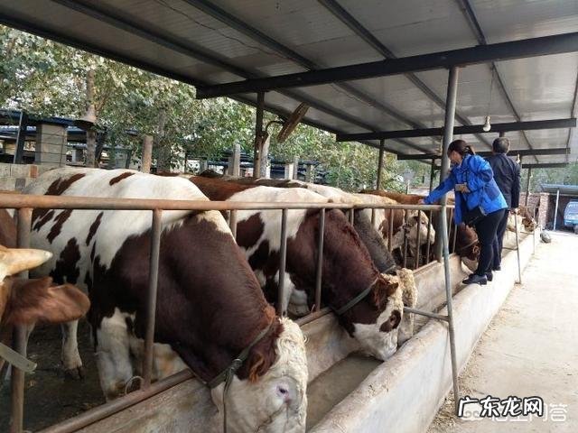 初次养牛,是养母牛还是肉牛,两种牛的养殖成本哪个高