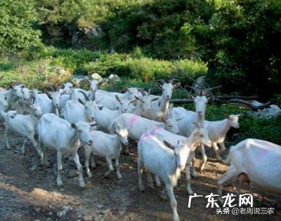 初次养牛，是养母牛还是肉牛，两种牛的养殖成本哪个高