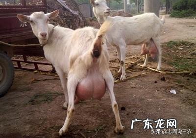 初次养牛，是养母牛还是肉牛，两种牛的养殖成本哪个高