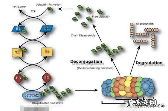 酵素真的能减肥吗?体重如何能快速减掉10斤肉肉? 酵素快速减肥
