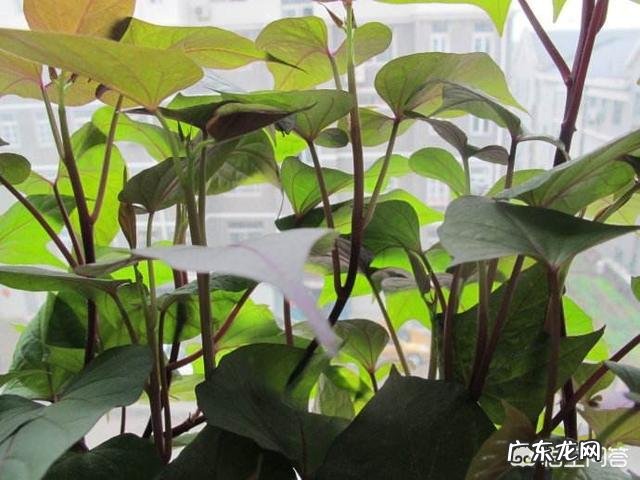 母猪吃洋葱秧和土豆秧行吗?