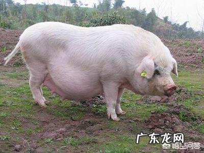 母猪吃洋葱秧和土豆秧行吗?